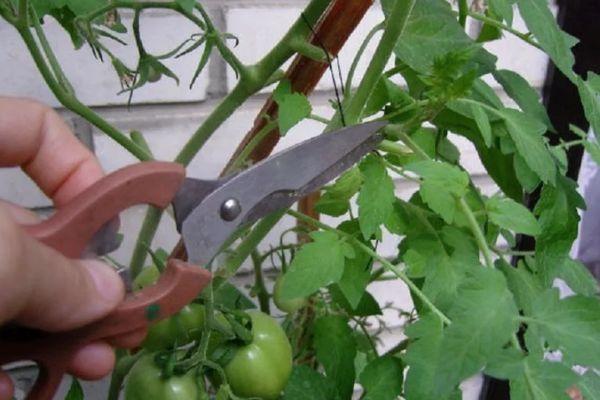 การบีบมะเขือเทศ