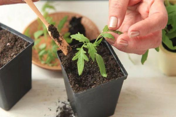 การปลูกต้นกล้า