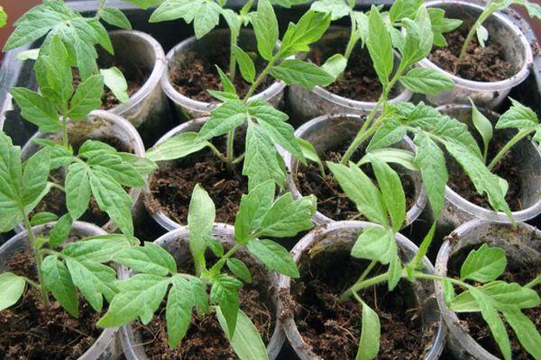 ต้นกล้ากามายุน