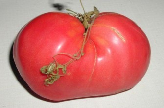 มะเขือเทศผลใหญ่