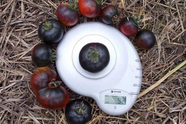 มะเขือเทศบนตาชั่ง