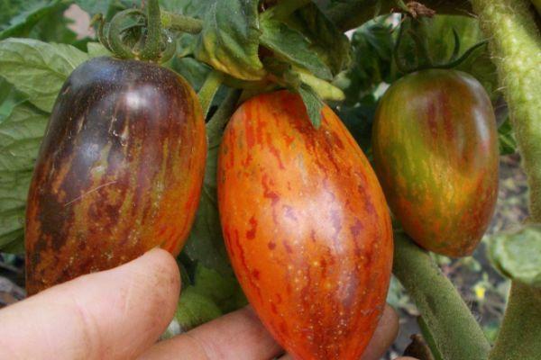 การปลูกมะเขือเทศ