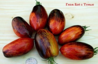 มะเขือเทศแคระ