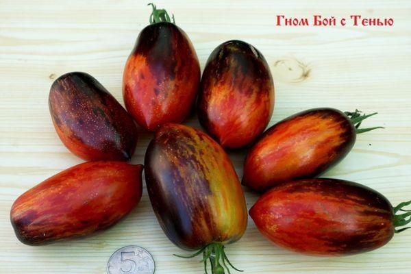 มะเขือเทศแคระ