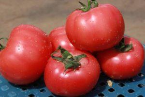 คำอธิบายเกี่ยวกับมะเขือเทศ Griffin f1 และวิธีการปลูกพันธุ์ลูกผสม