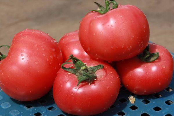 มะเขือเทศกริฟฟิน