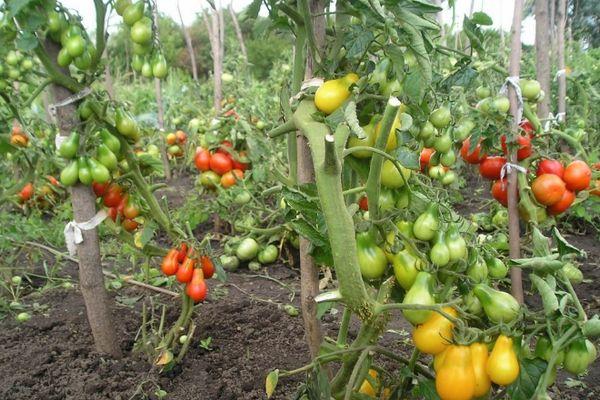 Tomates en forme de poire
