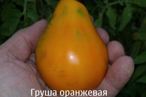 Tomate en forme de poire