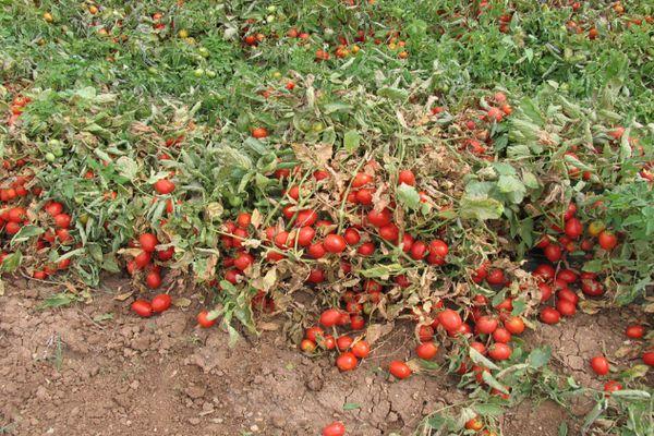 Cultiver des tomates