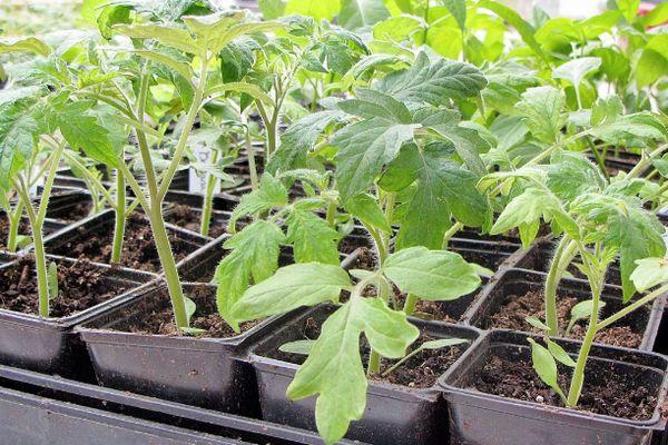 กล่องใส่ต้นกล้า