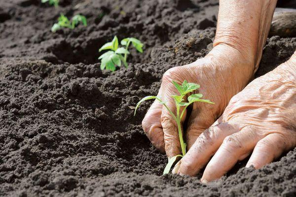 การปลูกต้นกล้า