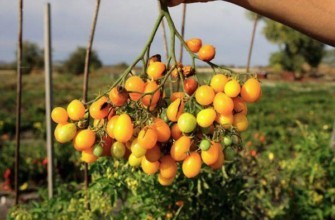 มะเขือเทศอิลดี