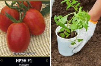 มะเขือเทศไอรีน f1