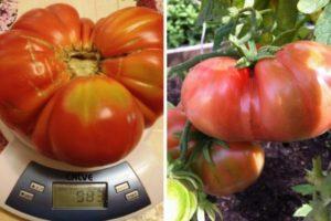 คำอธิบายเกี่ยวกับมะเขือเทศยักษ์สเปน การเพาะปลูก และคำแนะนำการปลูก