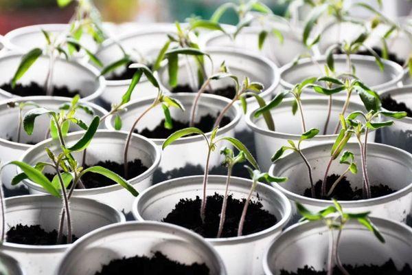 Cultiver à partir de graines