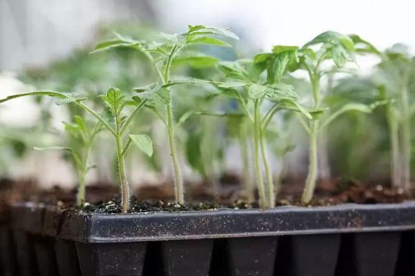 plants de tomates