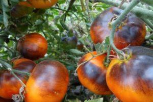 Description de la variété de tomate Ivan da Marya, avis