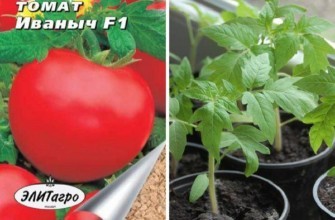 มะเขือเทศลูกผสม