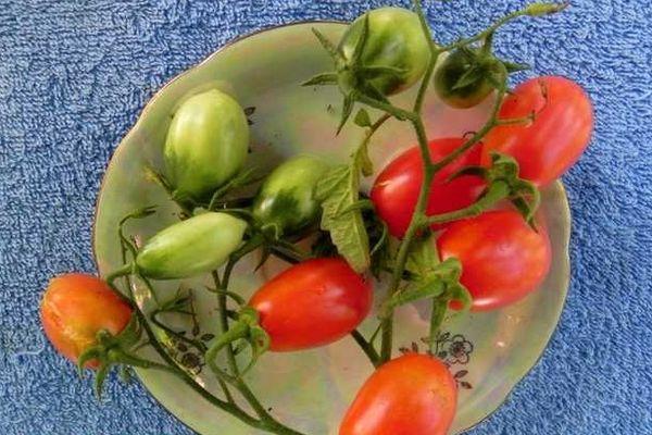 Petites tomates