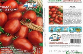 ลักษณะของมะเขือเทศ