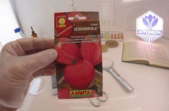 เมล็ดมะเขือเทศ