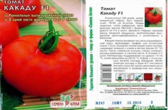 ลักษณะของมะเขือเทศ