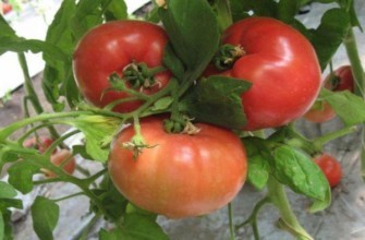 มะเขือเทศคาซาโมริ