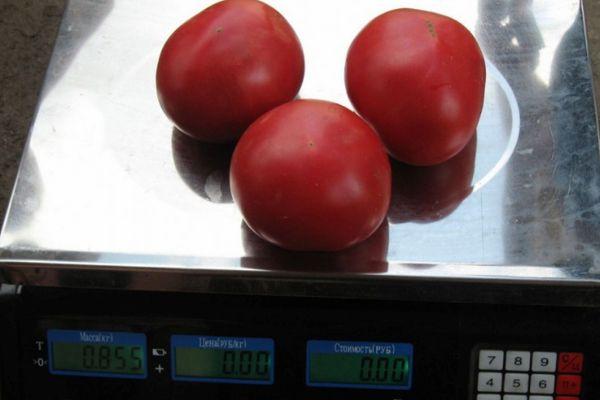 Tomates sur la balance