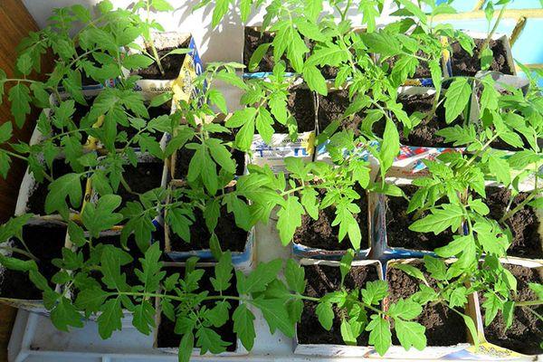 Une boîte avec des semis