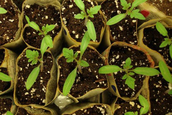 Cueillette de tomates