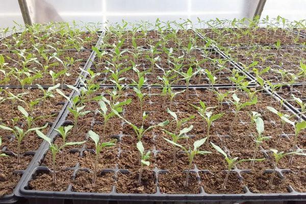 Pousses de tomates