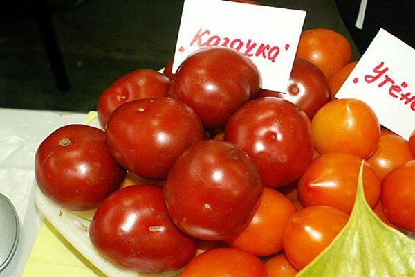 Tomates Kazachka