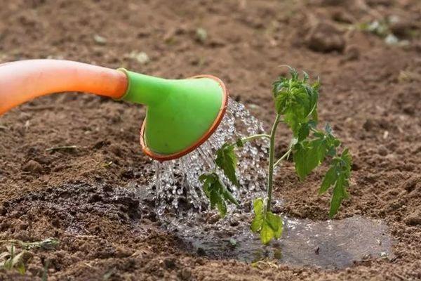Arroser les tomates