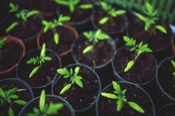 แก้วที่มีต้นกล้า