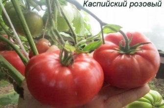 สีชมพูจีน