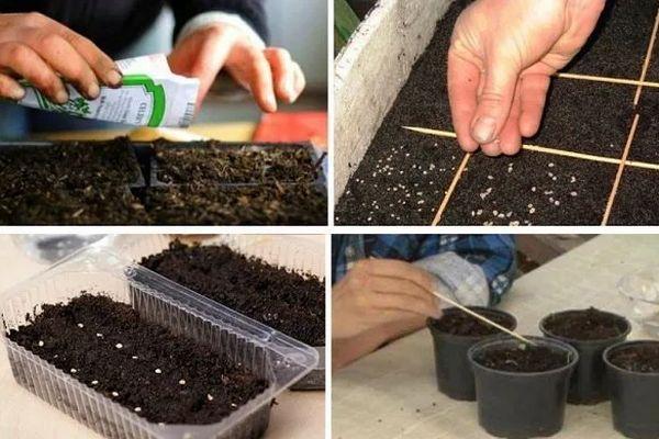 การปลูกเมล็ดพันธุ์