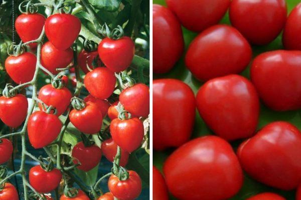 ผลมะเขือเทศ