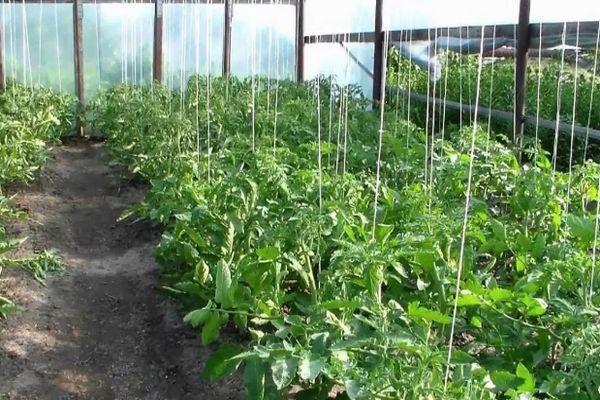 มะเขือเทศผูก