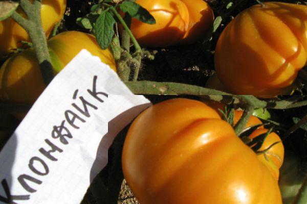 Tomates Klondike