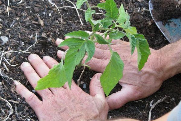 Planter des tomates