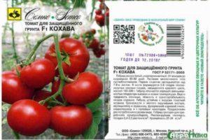 รายละเอียดของมะเขือเทศ Kohava F1: ข้อดีและเทคนิคการเพาะปลูก