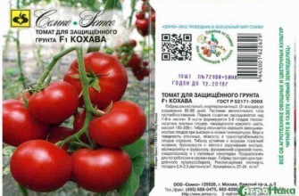 ลักษณะของมะเขือเทศ