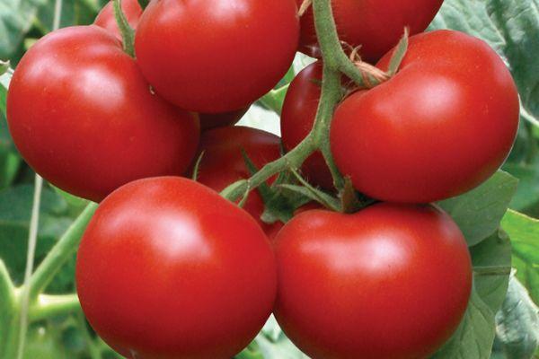 ผลไม้สุก