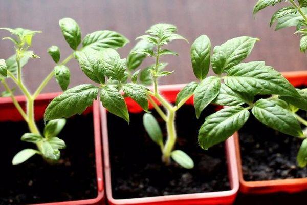 ต้นกล้ามะเขือเทศ