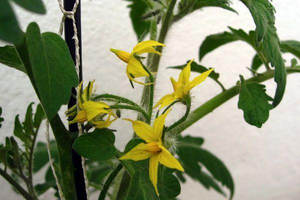 ดอกมะเขือเทศ