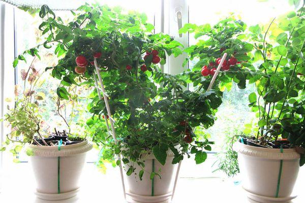 มะเขือเทศในกระถาง