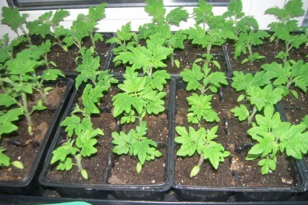 กล่องใส่ต้นกล้า