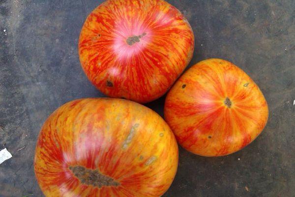 มะเขือเทศสีส้ม