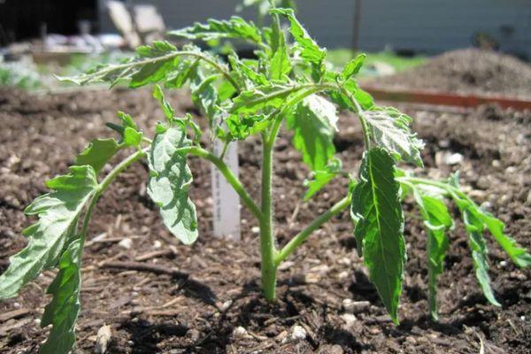 งอกในดิน