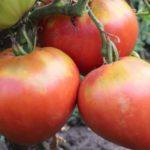 มะเขือเทศผลไม้หัวใจ